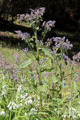 Borage or starflower (Borago officinalis) for culinary and medicinal uses growing in the Mediterranean region (Peninsula Giens, France)