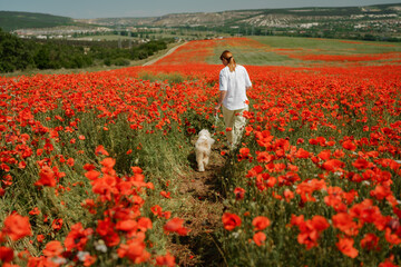 woman with dog. Happy woman walking with white dog along a blooming poppy field on a sunny day. On a walk with dog