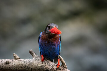 Javan kingfisher birds are playing around on the river bank looking for food