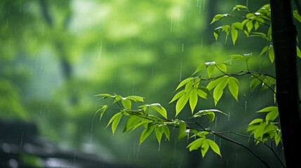 Obraz na płótnie Canvas nature fresh green leaf branch under rain in rainy season