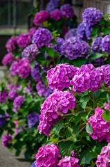 pink flowers in a garden