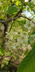 White flowers on the mountain park in korea