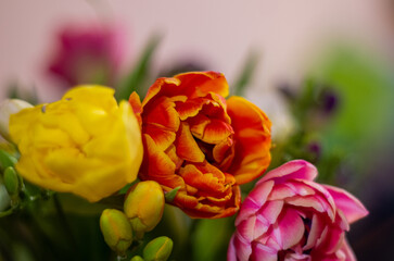 yellow and pink tulips