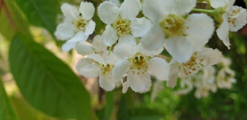 White flowers on the mountain park in korea