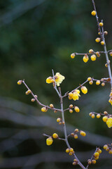 早春に咲いた小さくて綺麗なろうばいの花
