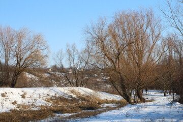 Fototapeta na wymiar A snowy field with trees