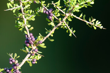 Wild fruits in Pampas forest environment, La Pampa Province, Patagonia, Argentina.
