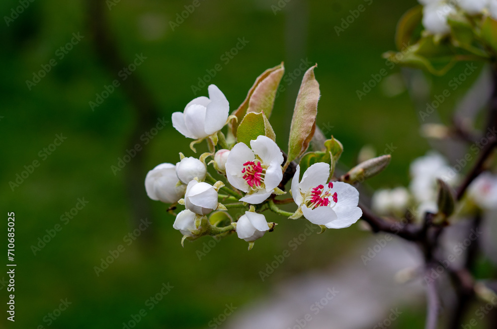 Poster tree flowers