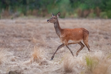 Red deer in Calden Forest environment, La Pampa, Argentina, Parque Luro, Nature Reserve
