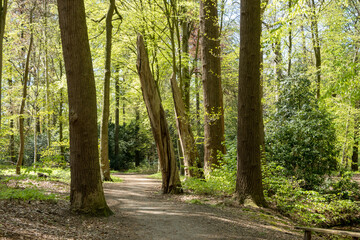 Path in woodland near Hilverbeek in Spanderswoud between Hilversum and 's Graveland, Netherlands
