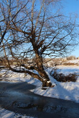 A tree in a snowy field
