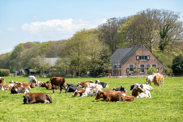 Diary cows ruminating on pasture in polder between 's-Graveland and Hilversum, Netherlands - obrazy, fototapety, plakaty