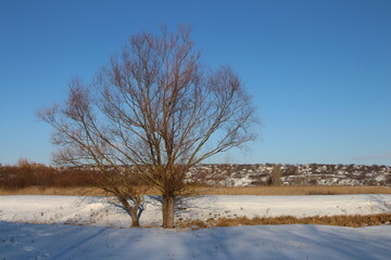 Obraz na płótnie Canvas A tree in a snowy field