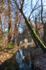 Sunlit Stream and Bare Trees in a Serene Outdoor Setting