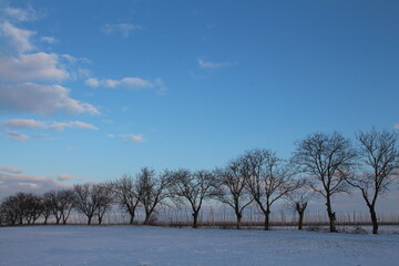 A snowy field with trees