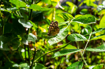 Countryside life perfect wallpaper