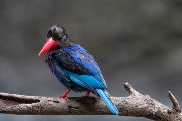 Javan kingfisher birds are playing around on the river bank looking for food