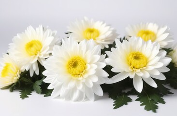 Fototapeta premium Beautiful white chrysanthemums flowers isolated on white background