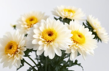 Beautiful white chrysanthemums flowers isolated on white background