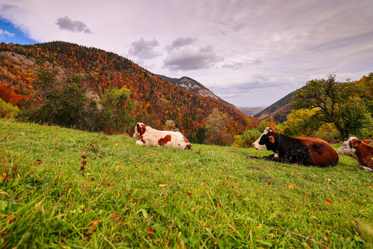 Cow in mountains landscape. Beautiful scenery village photo with cows sleeping and eating on top of a mountain hills during an autumn day. Farm animals and agriculture industry.