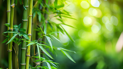 Fototapeta na wymiar Green Bamboo Stalks Close-up with Sunlight Filtering Through Leaves 