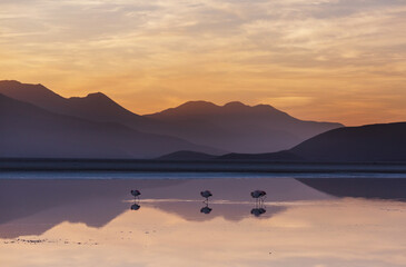 Flamingo on sunrise