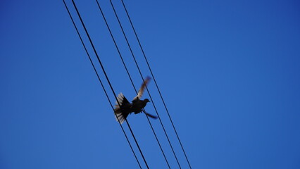bird over the wires