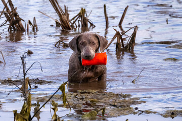 Silver labrador retriever playing in the water.