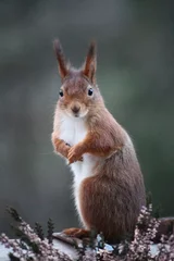 Foto op Plexiglas squirrel in the forest © Maria