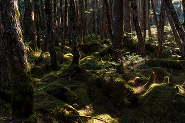 Obraz premium 木漏れ日が差し込む苔の森