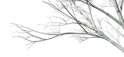 Dry tree branch shapes composition on transparent backgrounds 3d illustration png