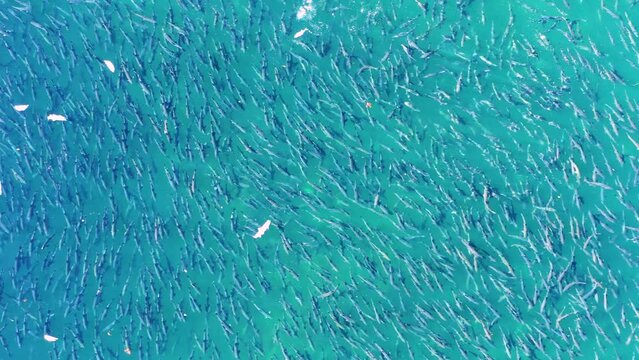 Aerial view of spawning salmon at Medvige Hatchery, Baranof island, Tongass National Forest, Alaska, United States