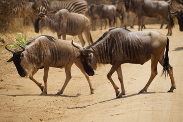 african wildlife, gnus, zebras, great migration