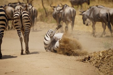 Fototapeta na wymiar african wildlife, zebras
