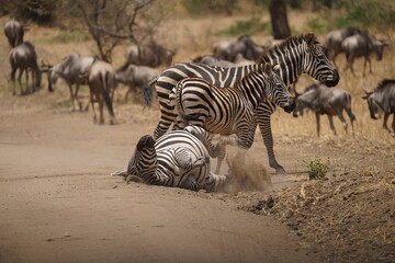 Fototapeta na wymiar african wildlife, zebras