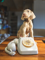 Weimaraner Puppy with an old telephone