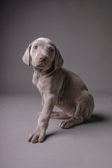 Weimaraner Puppy