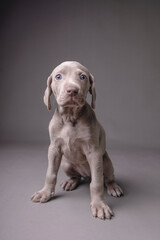 Weimaraner Puppy