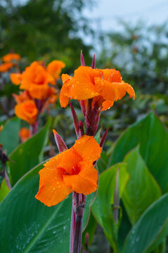 Close-Up Portrait View Natural Beauty Of Fresh Blooming Orange Flowers Of Canna Lily Plant After Being Showered By Rain