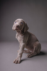 Weimaraner Puppy