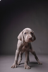 Weimaraner Puppy