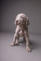 Weimaraner Puppy