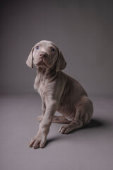 Weimaraner Puppy