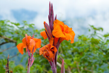 Close-Up View Of Natural Freshness Of Blooming Orange Canna Lily Flowers With Raindrops In A Misty...