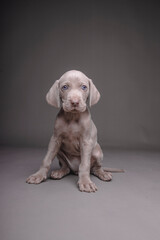 Weimaraner Puppy