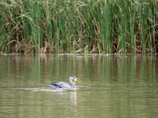 Grey Heron  with a Captured Fish