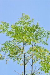 Low-Angle Portrait View Of Branches And Leaves Of Moringa Oleifera Plant With Blue Sky On Sunny Day Background