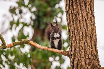 Eichhörnchen in the Tree
