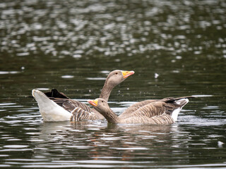 Two Greylag Geeses on a Lake