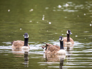 Three Canada Geese Swimming in a Lake